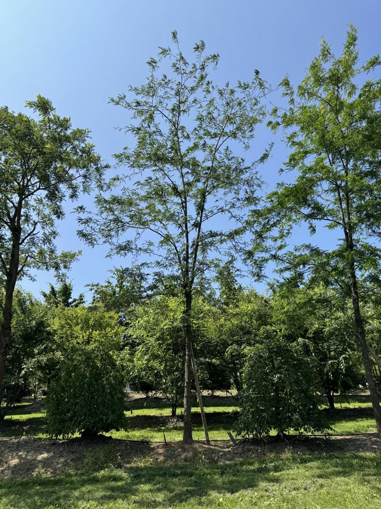 Gleditsia triacanthos 'Skyline'