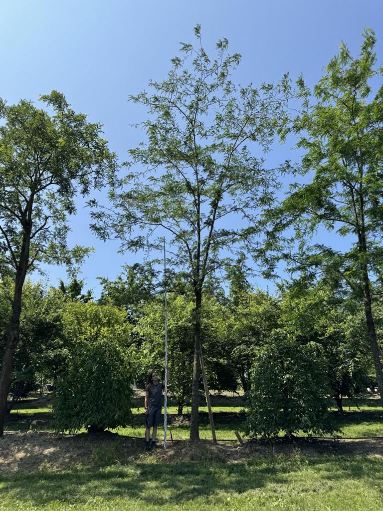 Gleditsia triacanthos 'Skyline'