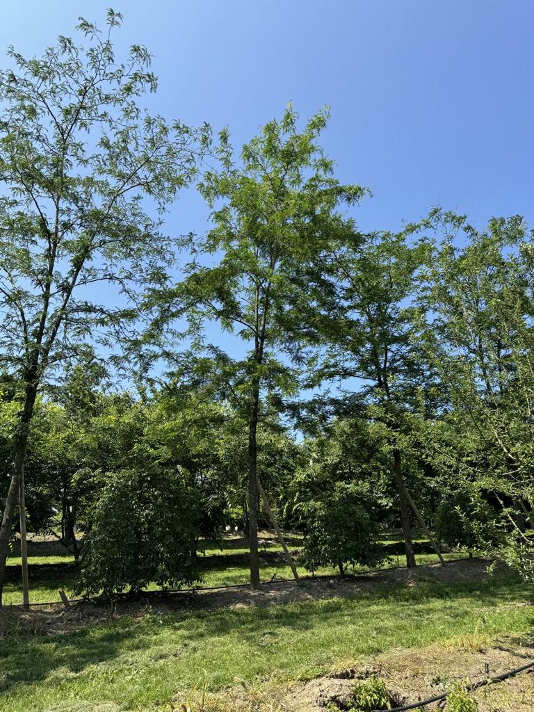 Gleditsia triacanthos 'Skyline'