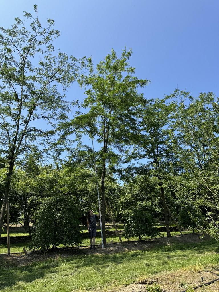 Gleditsia triacanthos 'Skyline'
