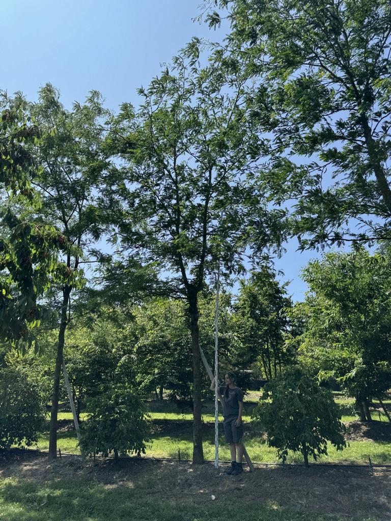 Gleditsia triacanthos 'Skyline'