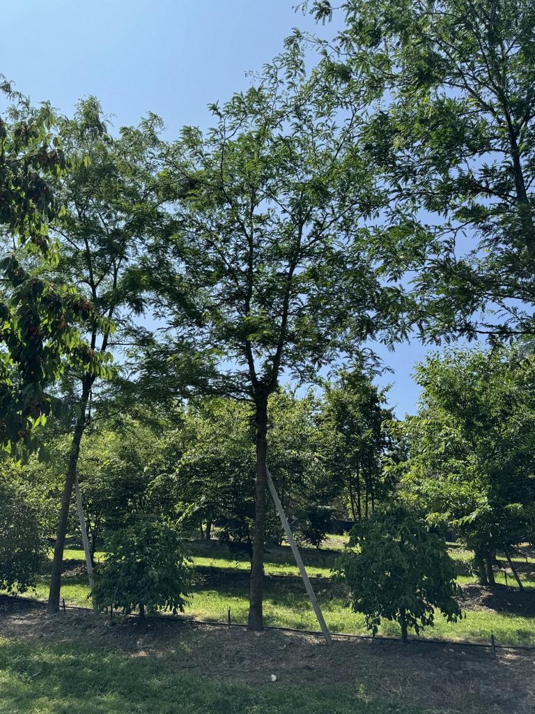 Gleditsia triacanthos 'Skyline'