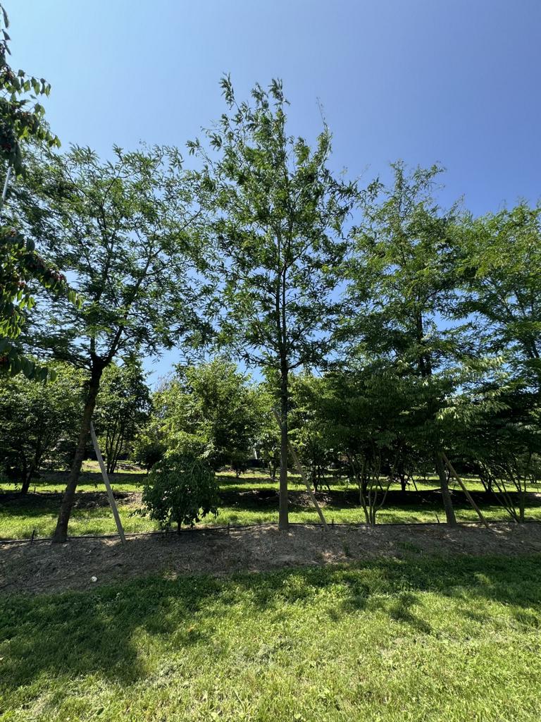 Gleditsia triacanthos 'Skyline'
