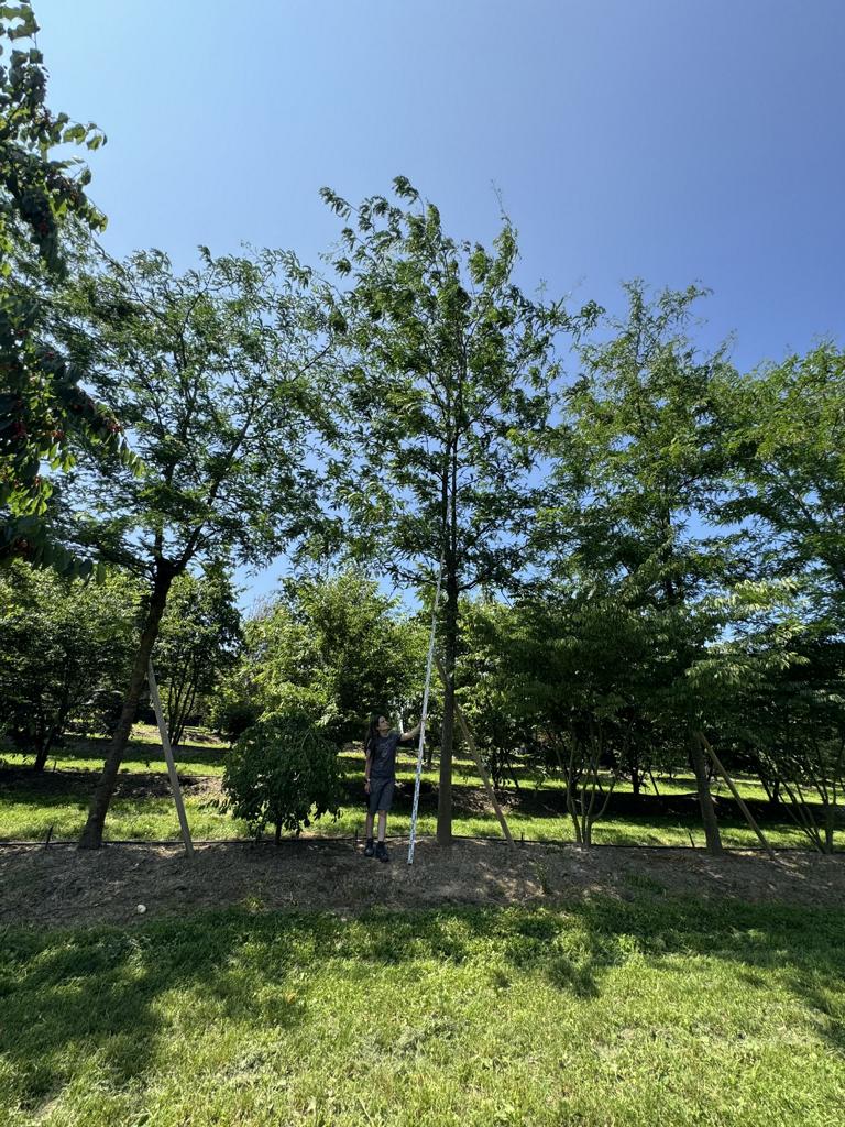 Gleditsia triacanthos 'Skyline'