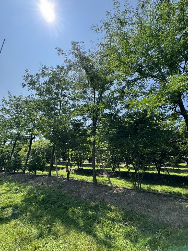 Gleditsia triacanthos 'Skyline'