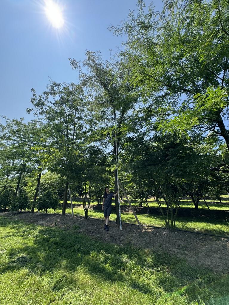 Gleditsia triacanthos 'Skyline'