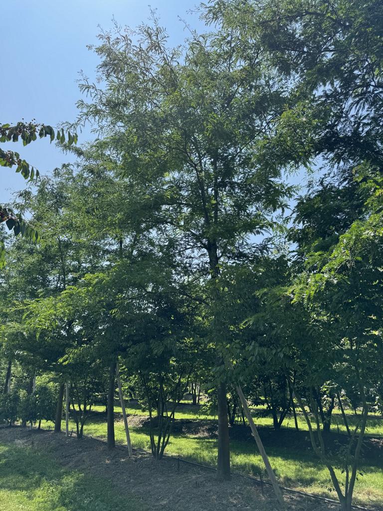 Gleditsia triacanthos 'Skyline'