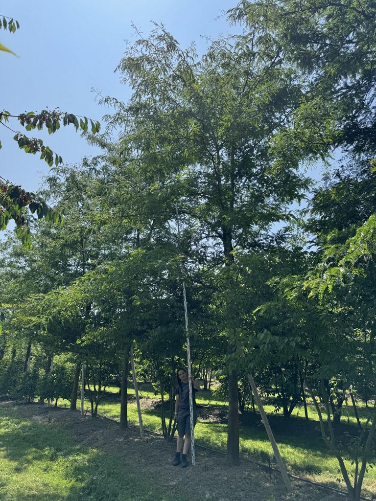 Gleditsia triacanthos 'Skyline'