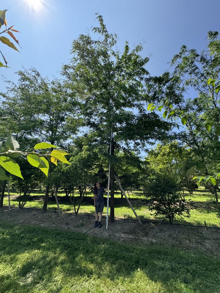 Gleditsia triacanthos 'Skyline'