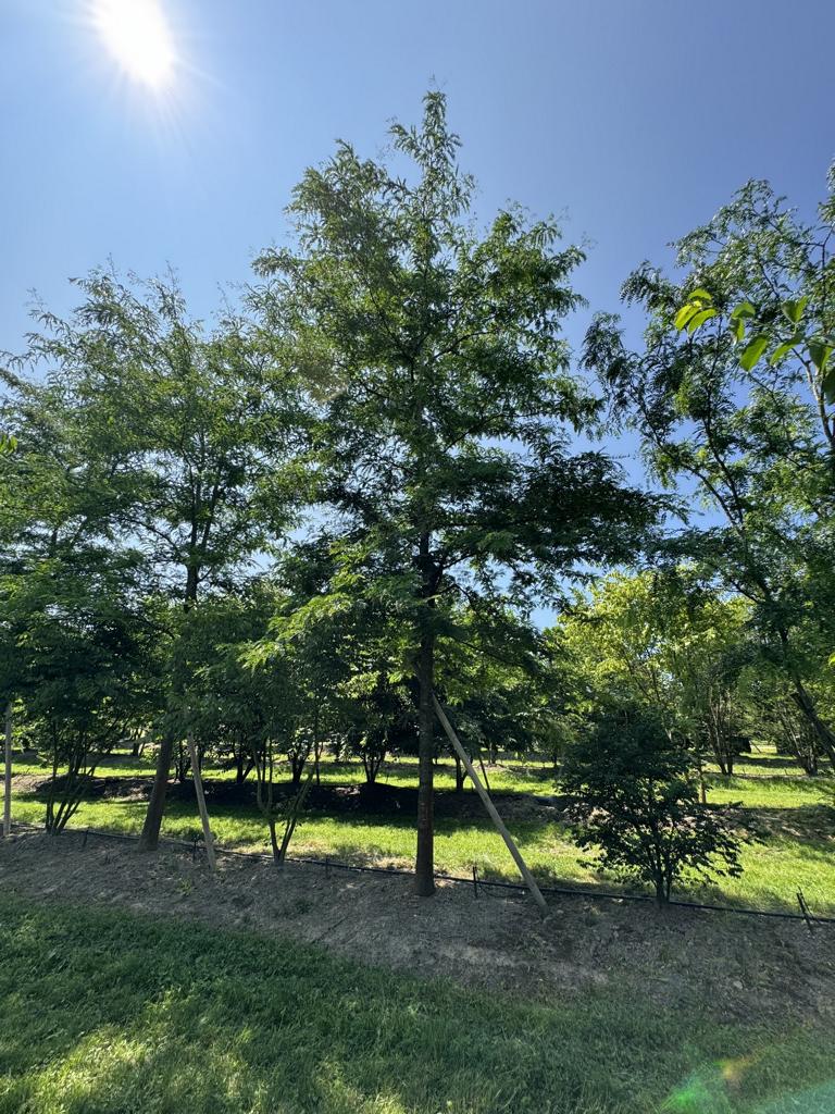 Gleditsia triacanthos 'Skyline'