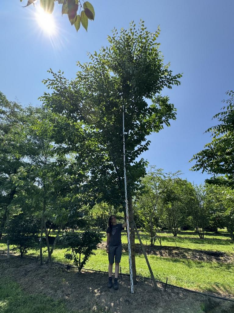 Gleditsia triacanthos 'Skyline'