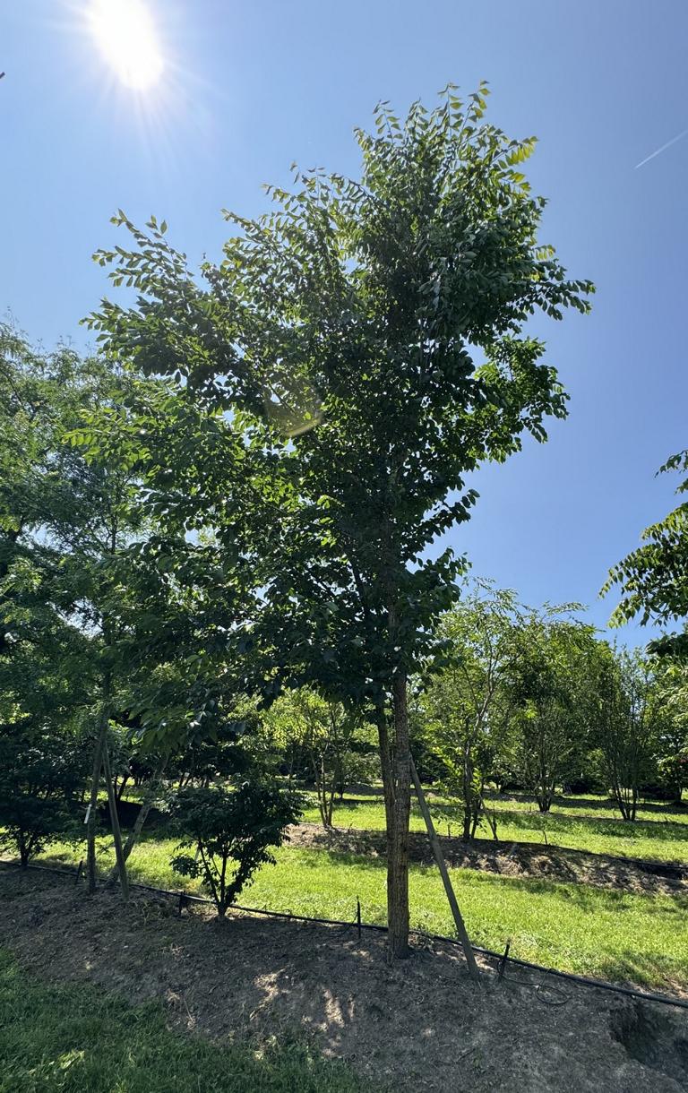 Gleditsia triacanthos 'Skyline'