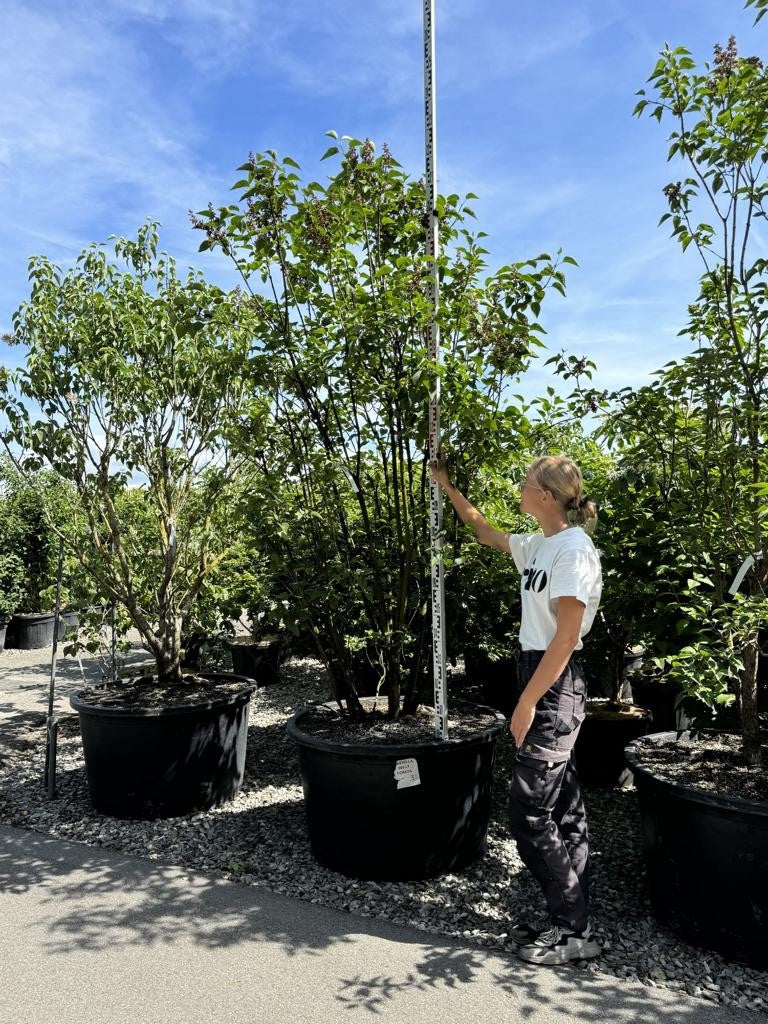 Syringa vulgaris 'Charles Joly'