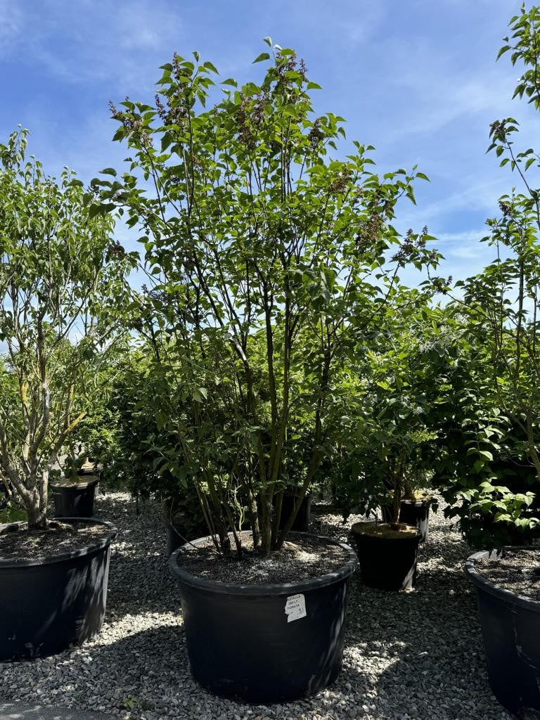 Syringa vulgaris 'Charles Joly'