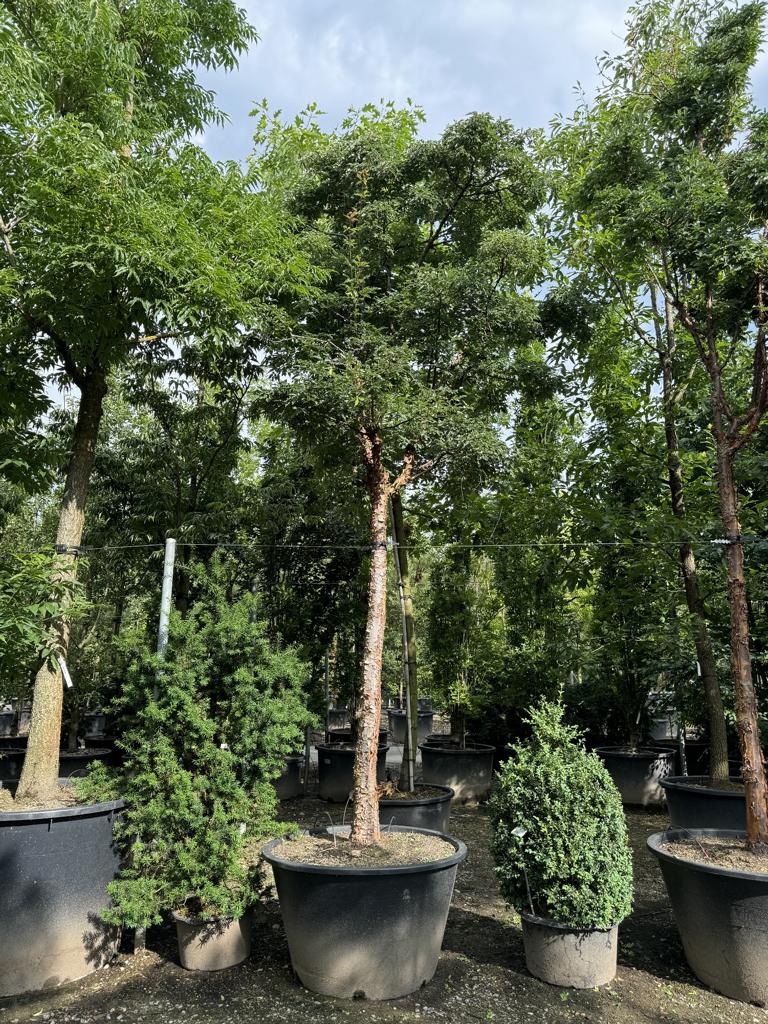 Acer griseum