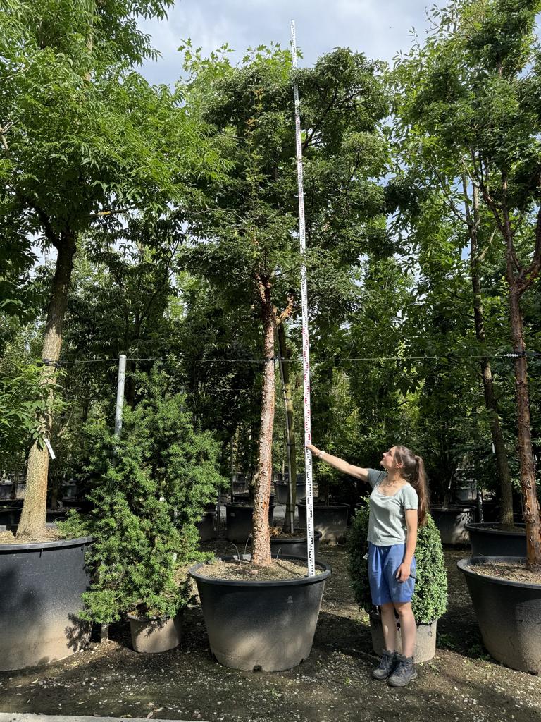 Acer griseum