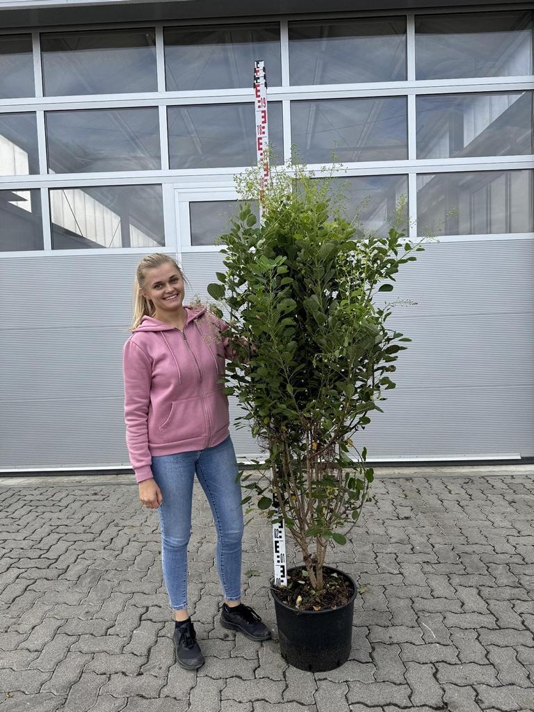 Cotinus coggygria