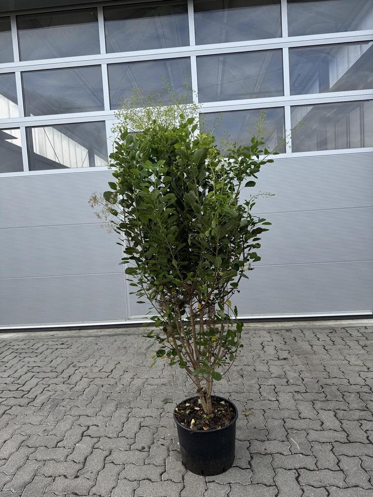 Cotinus coggygria