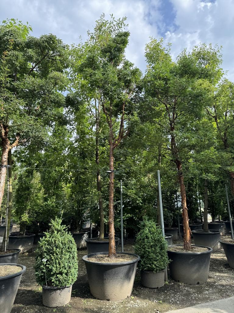 Acer griseum