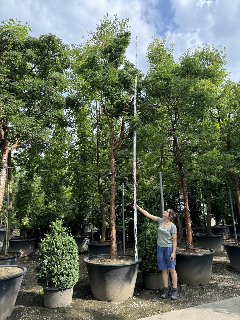 Acer griseum