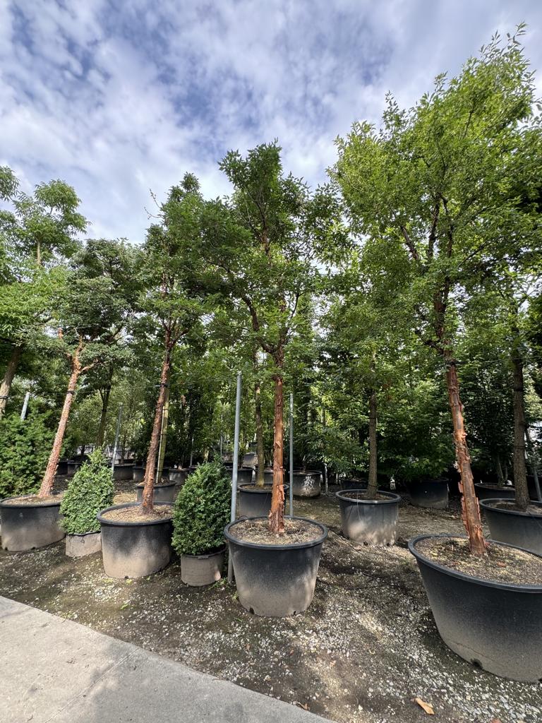 Acer griseum