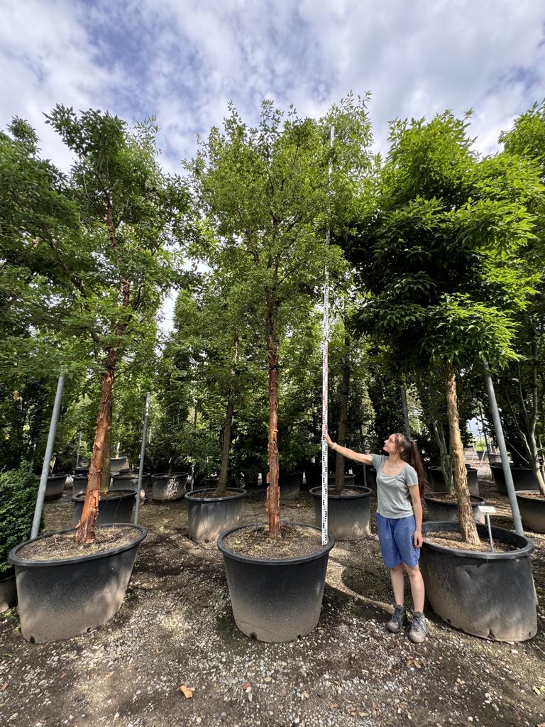 Acer griseum