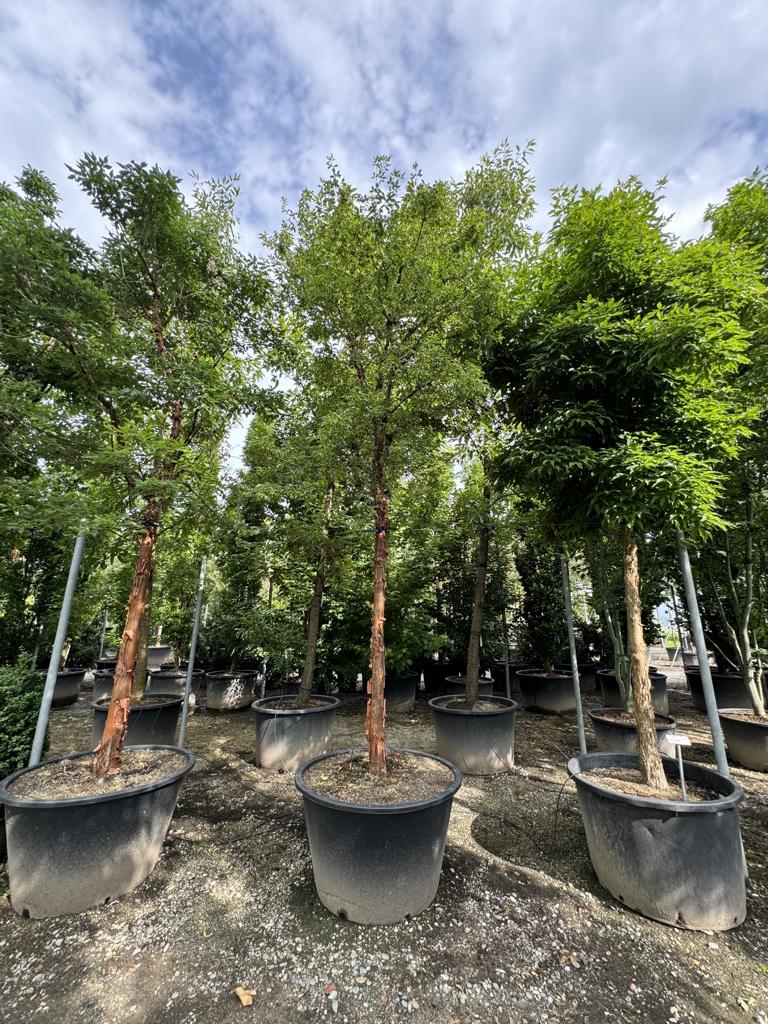 Acer griseum