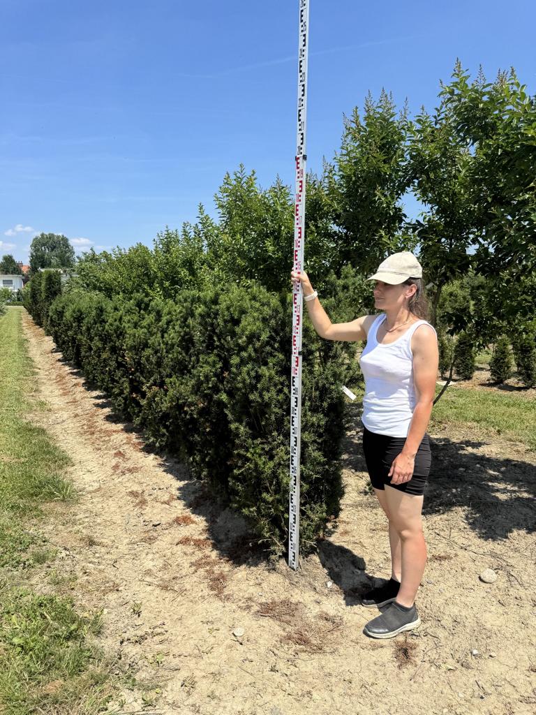 Taxus baccata 'Overeynderi'