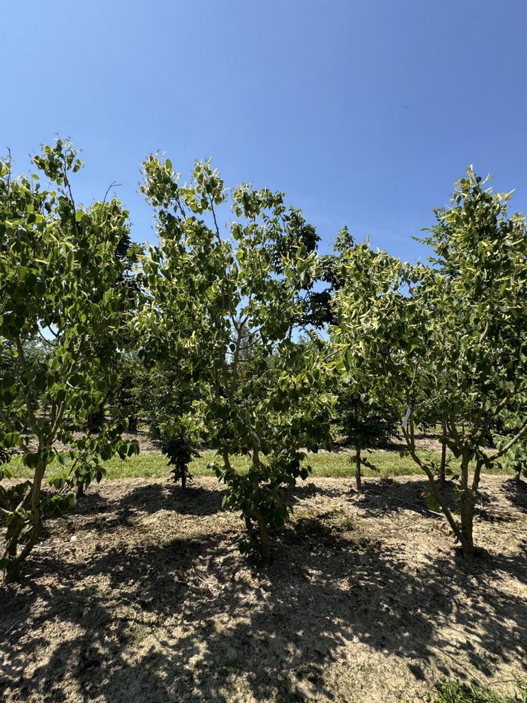 Tilia henryana