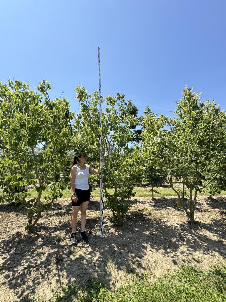 Tilia henryana