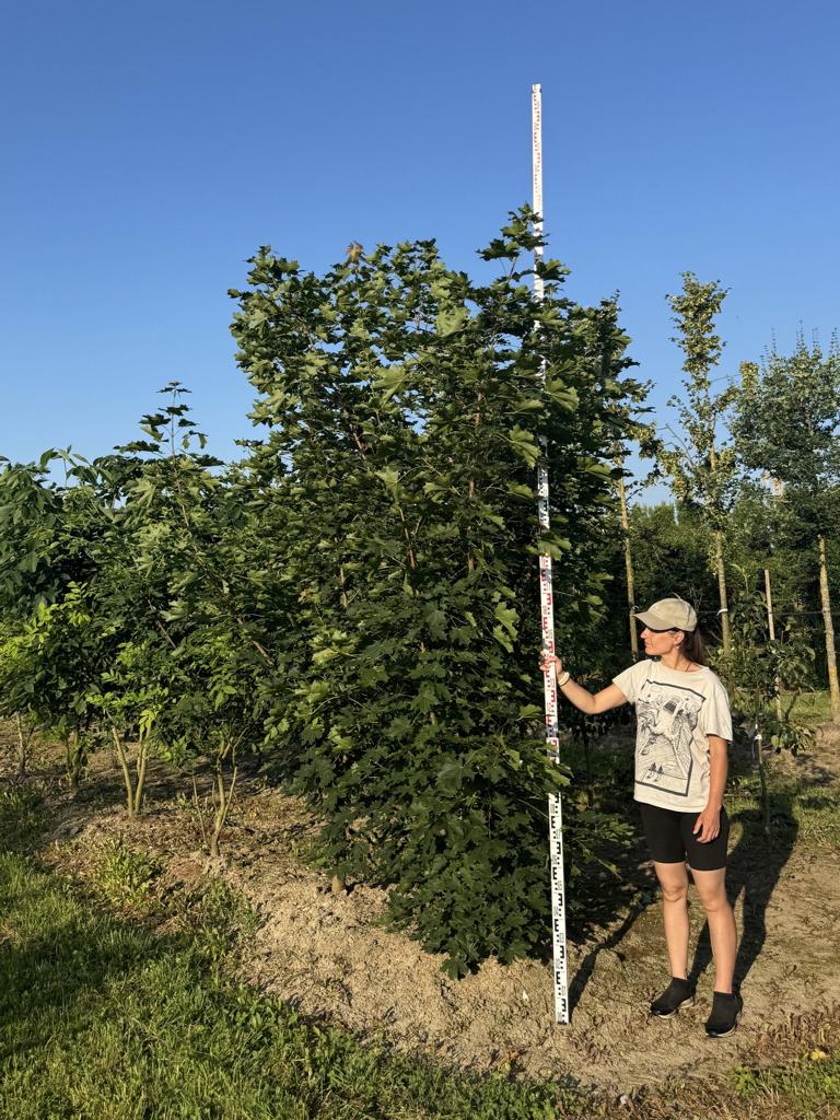Acer platanoides