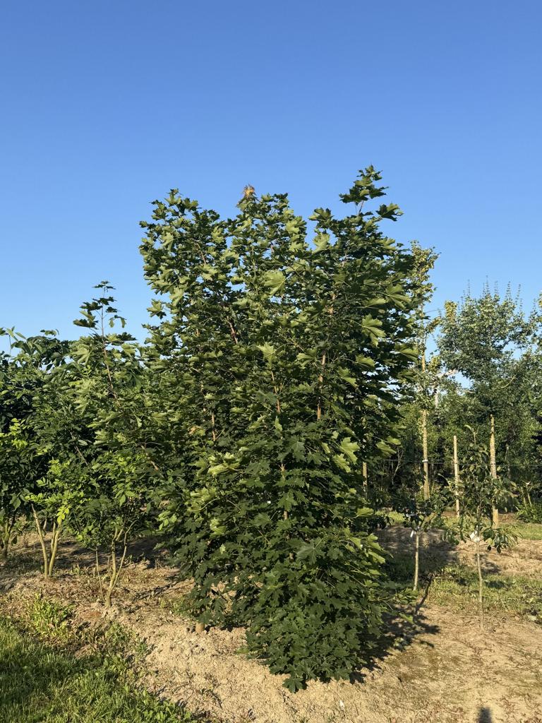 Acer platanoides