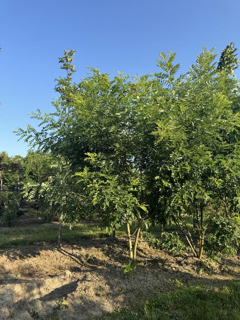 Styphnolobium japonicum var. pubescens