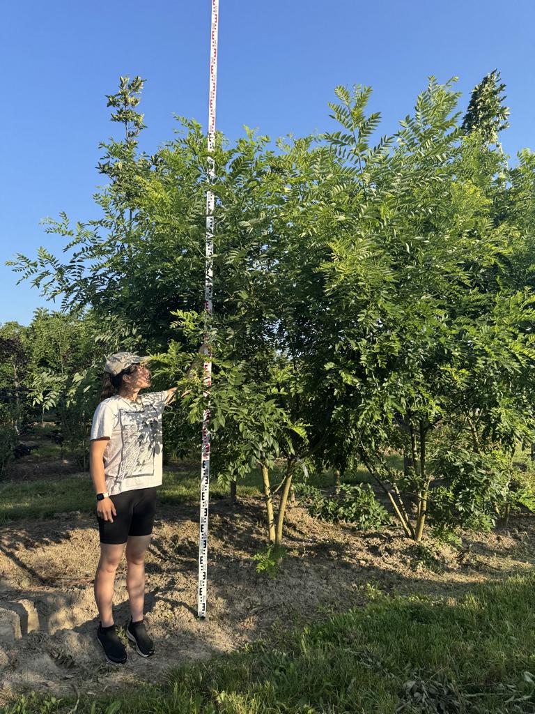 Styphnolobium japonicum var. pubescens