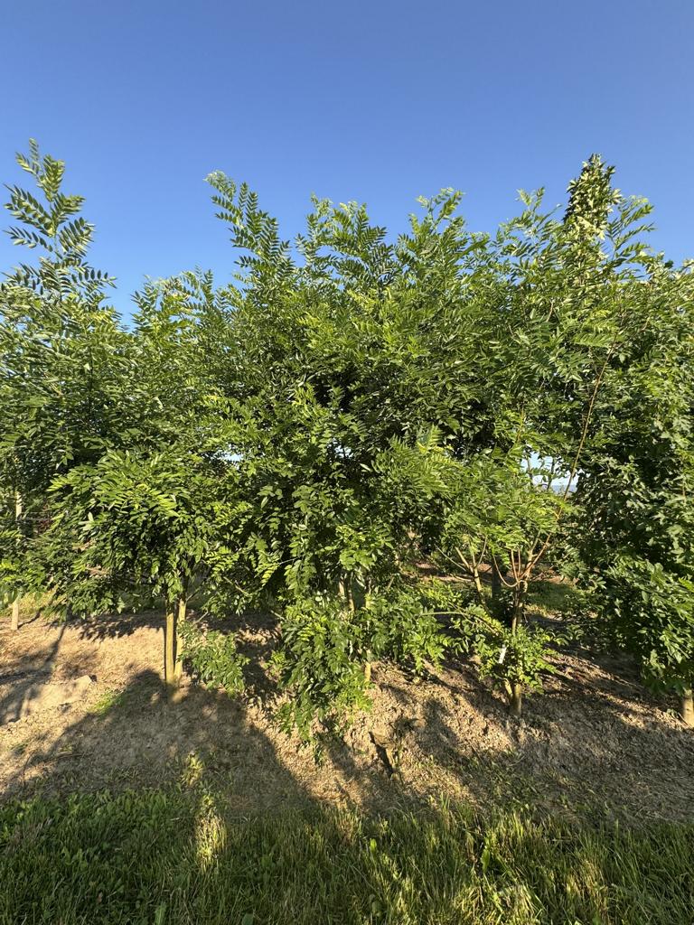 Styphnolobium japonicum var. pubescens