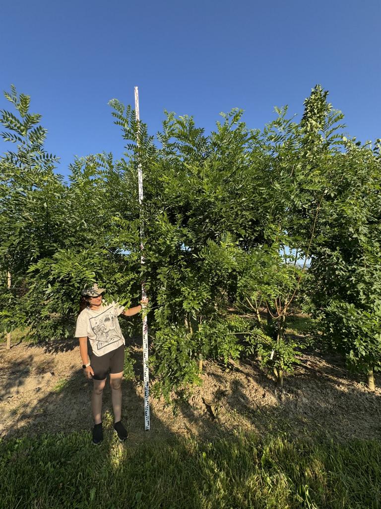 Styphnolobium japonicum var. pubescens