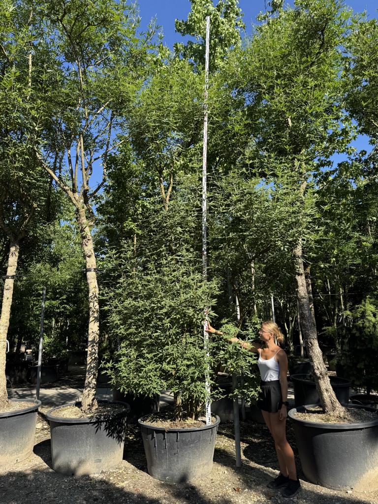 Vitex agnus-castus