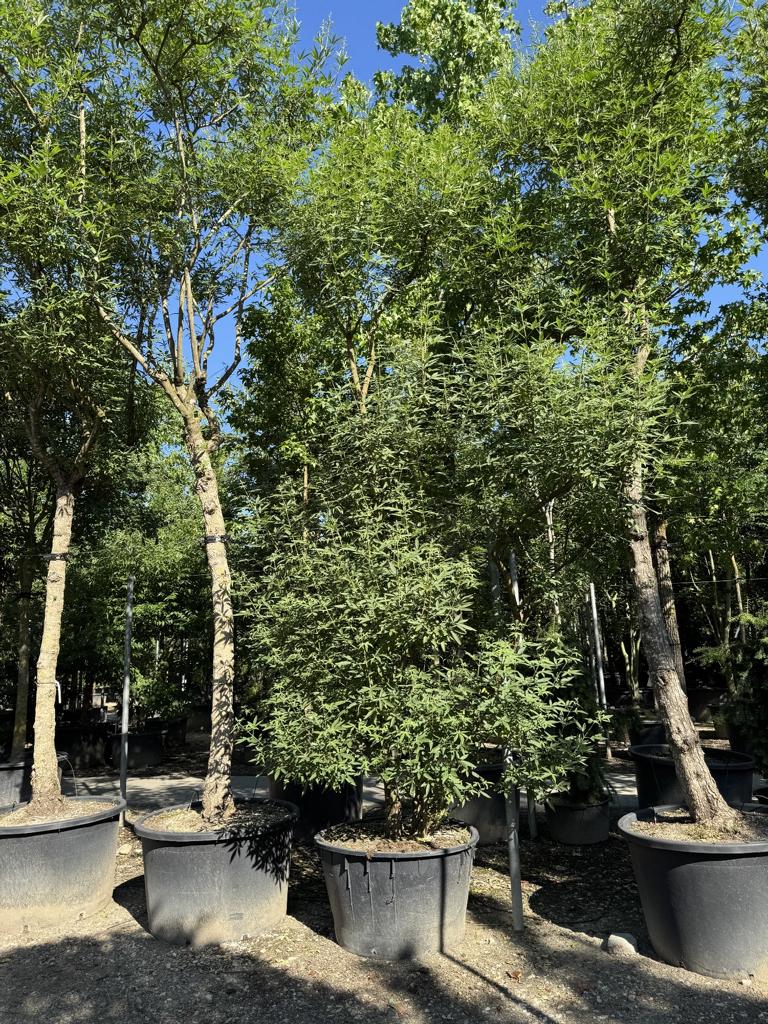 Vitex agnus-castus