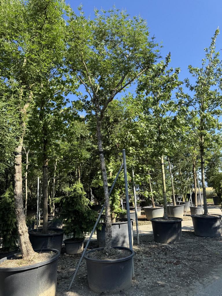 Vitex agnus-castus