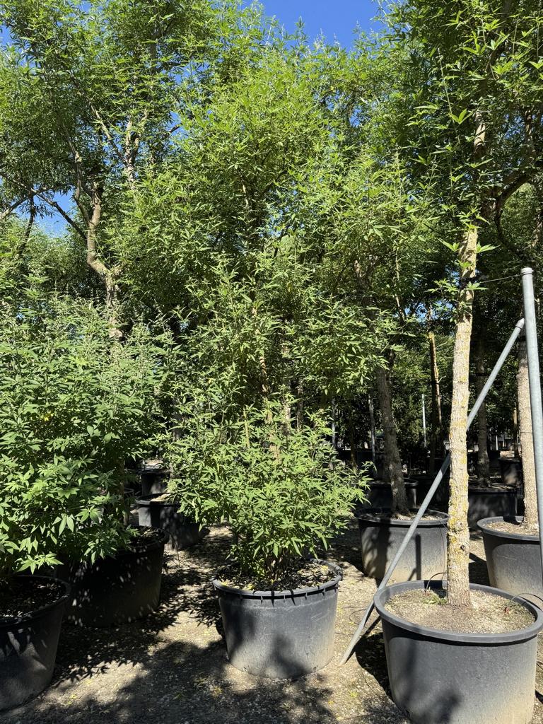 Vitex agnus-castus
