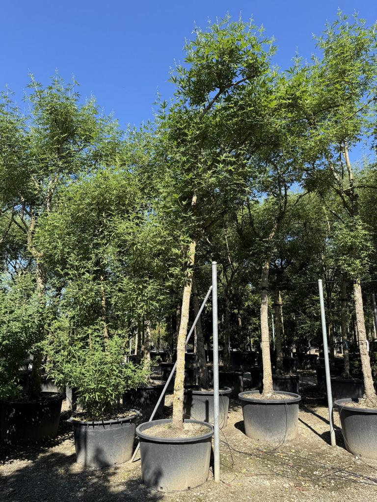 Vitex agnus-castus
