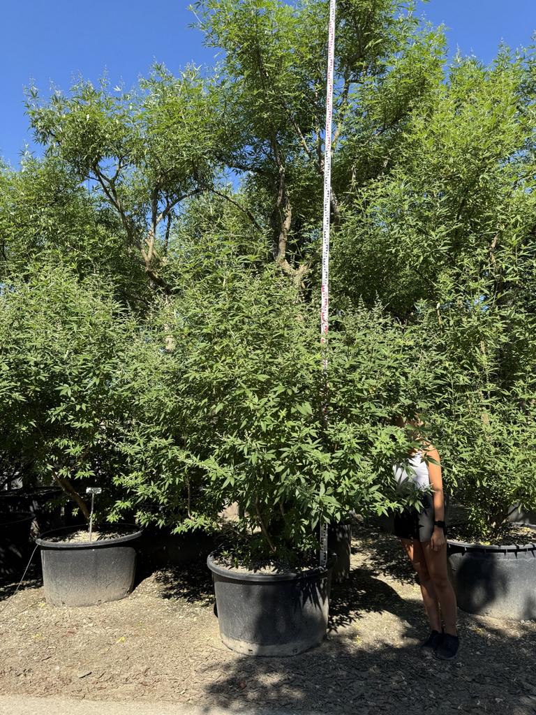 Vitex agnus-castus