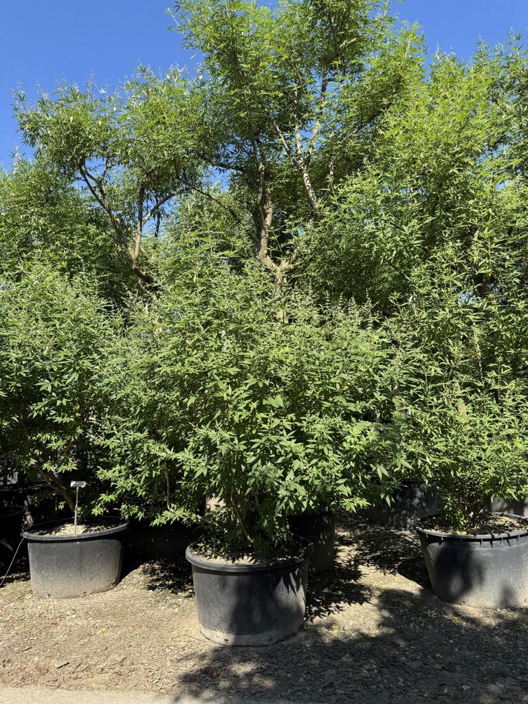 Vitex agnus-castus