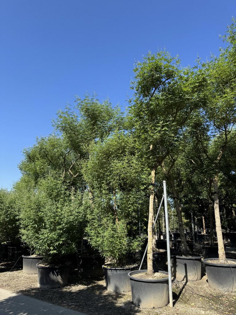 Vitex agnus-castus