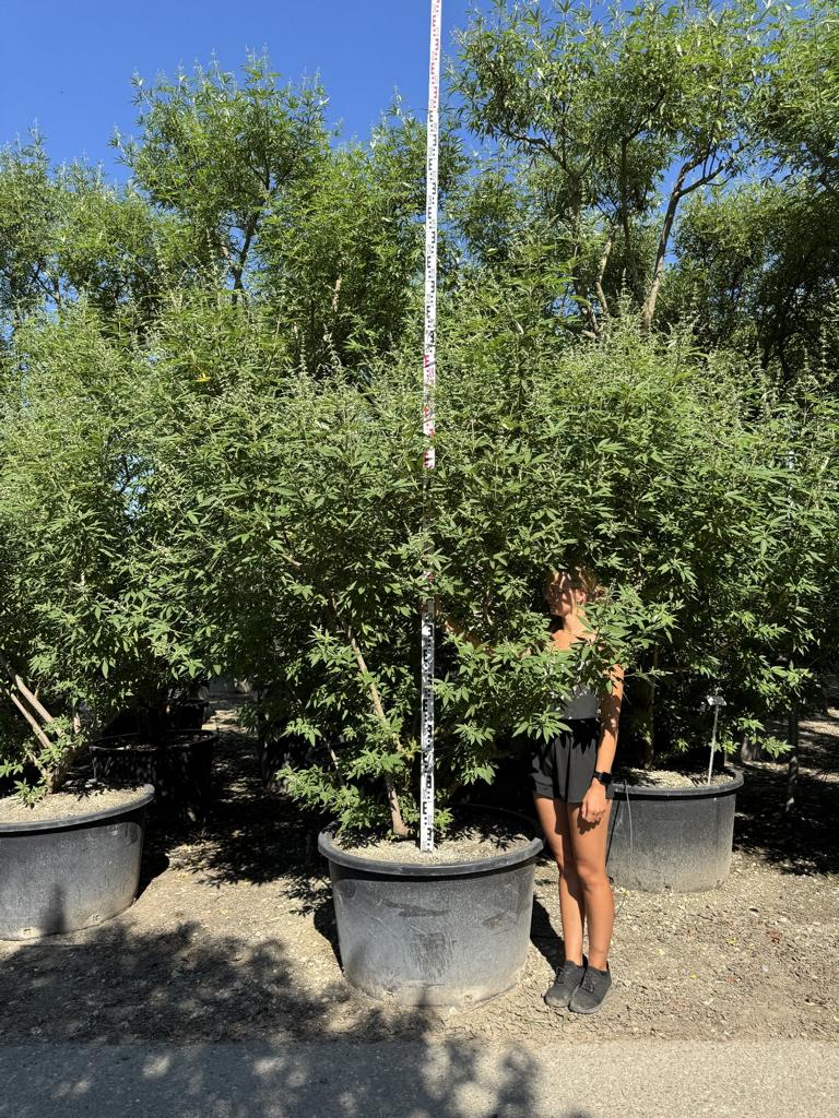 Vitex agnus-castus