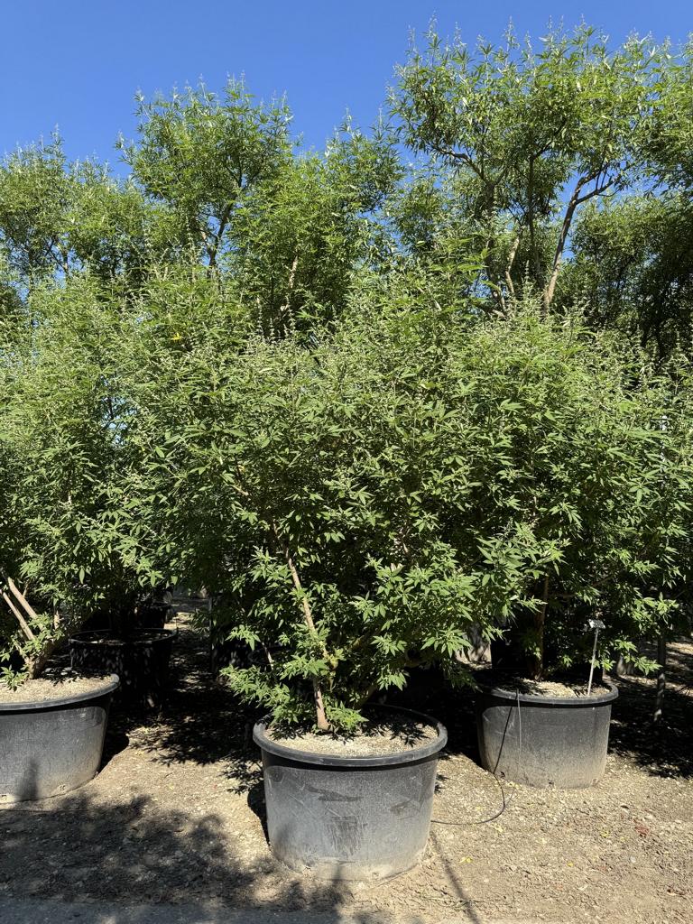 Vitex agnus-castus
