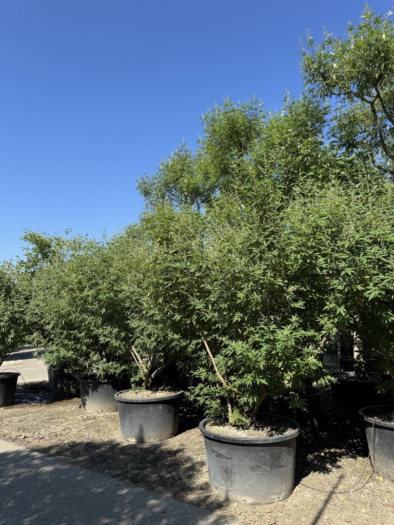 Vitex agnus-castus