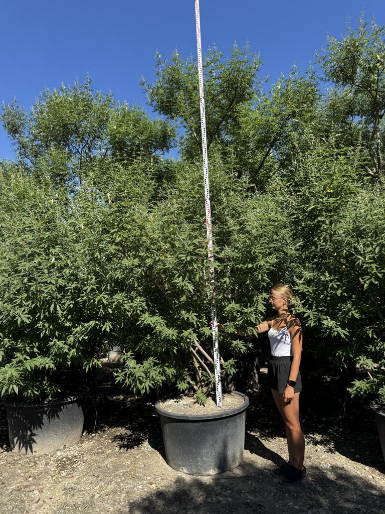Vitex agnus-castus