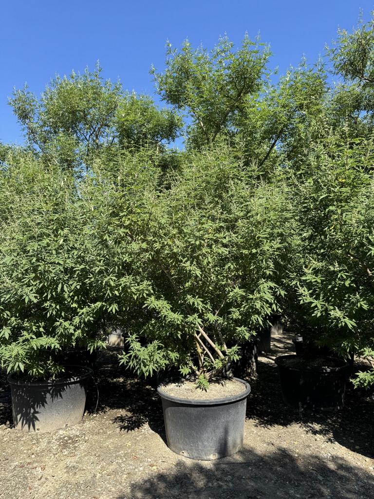 Vitex agnus-castus