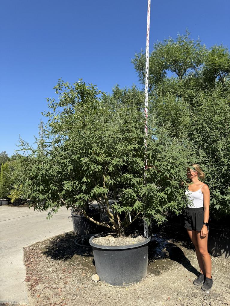 Vitex agnus-castus